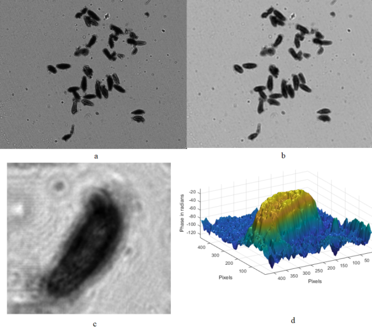 Figure 7   Observation results of paramecium slide sample a: hologram b: light intensity diagram after processing c: light intensity of a single paramecium d: 3d image of a single paramecium