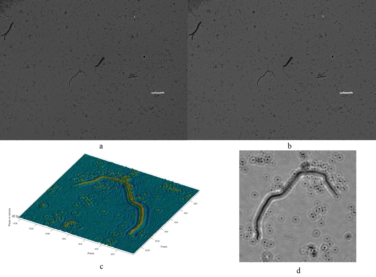 Figure 9   Water sample observation results a: hologram b: light intensity diagram after processing c: 3D image of a part of sample d: light intensity of a part of sample